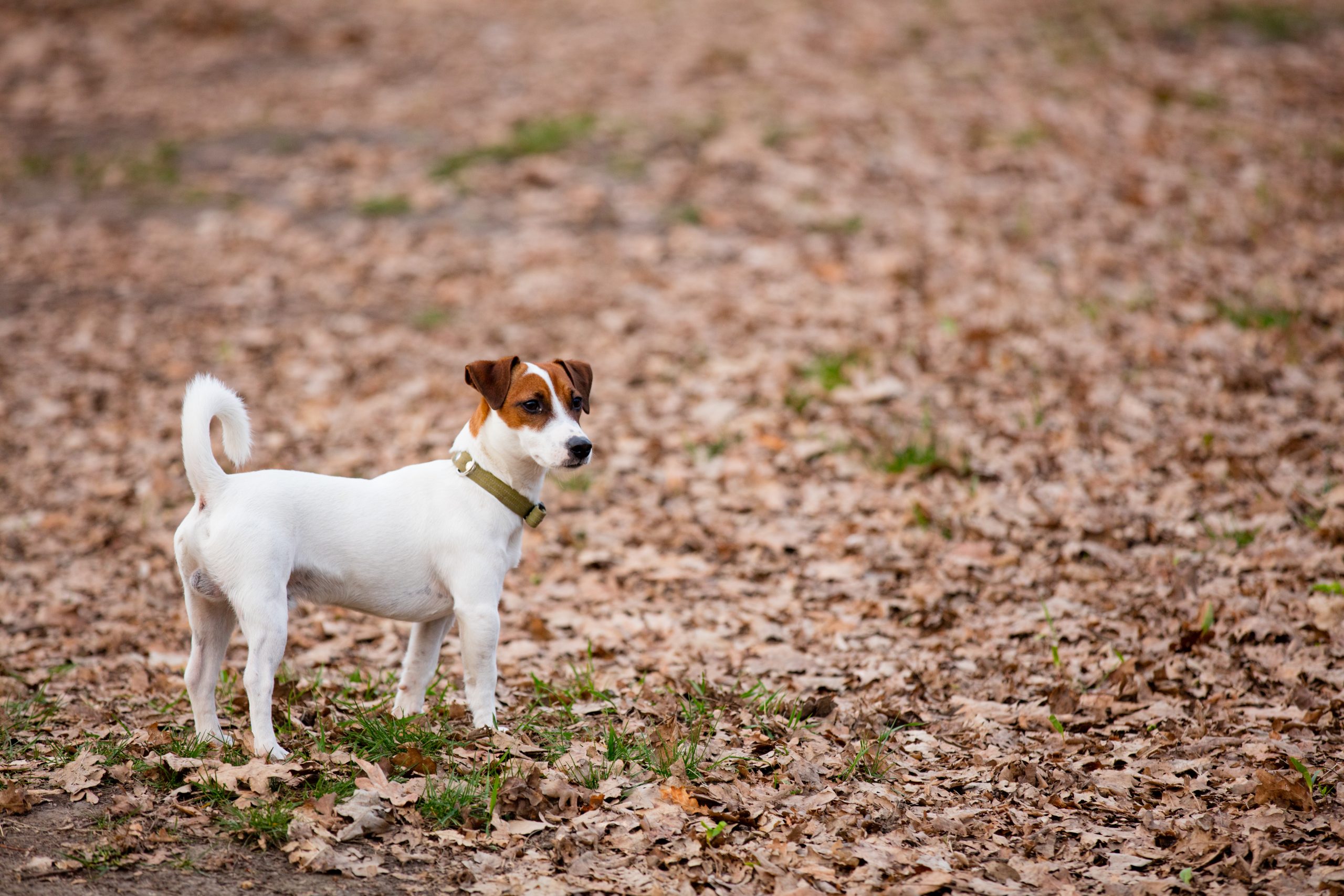 photo of the cute dog walking in the park