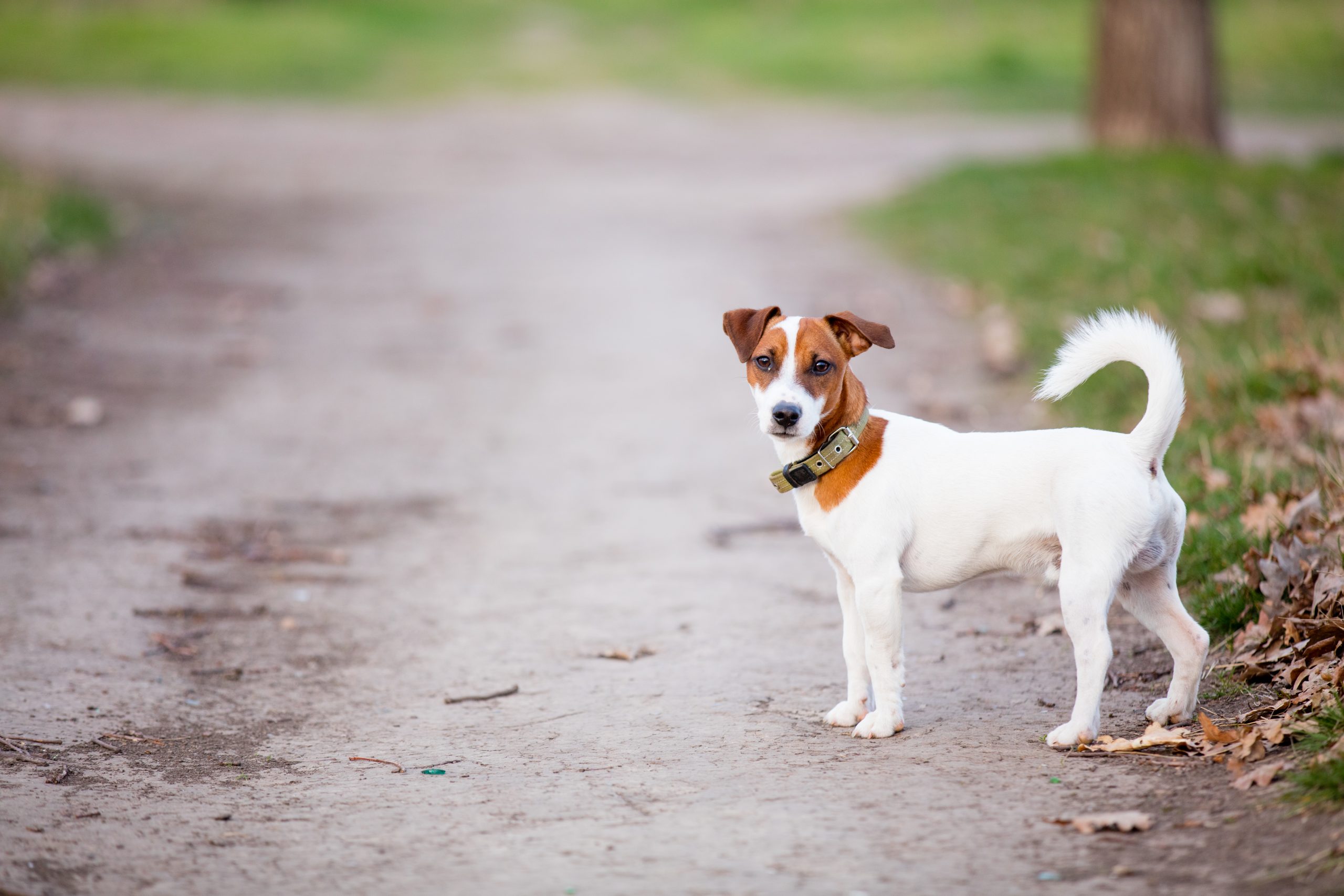 photo of the cute dog walking in the park