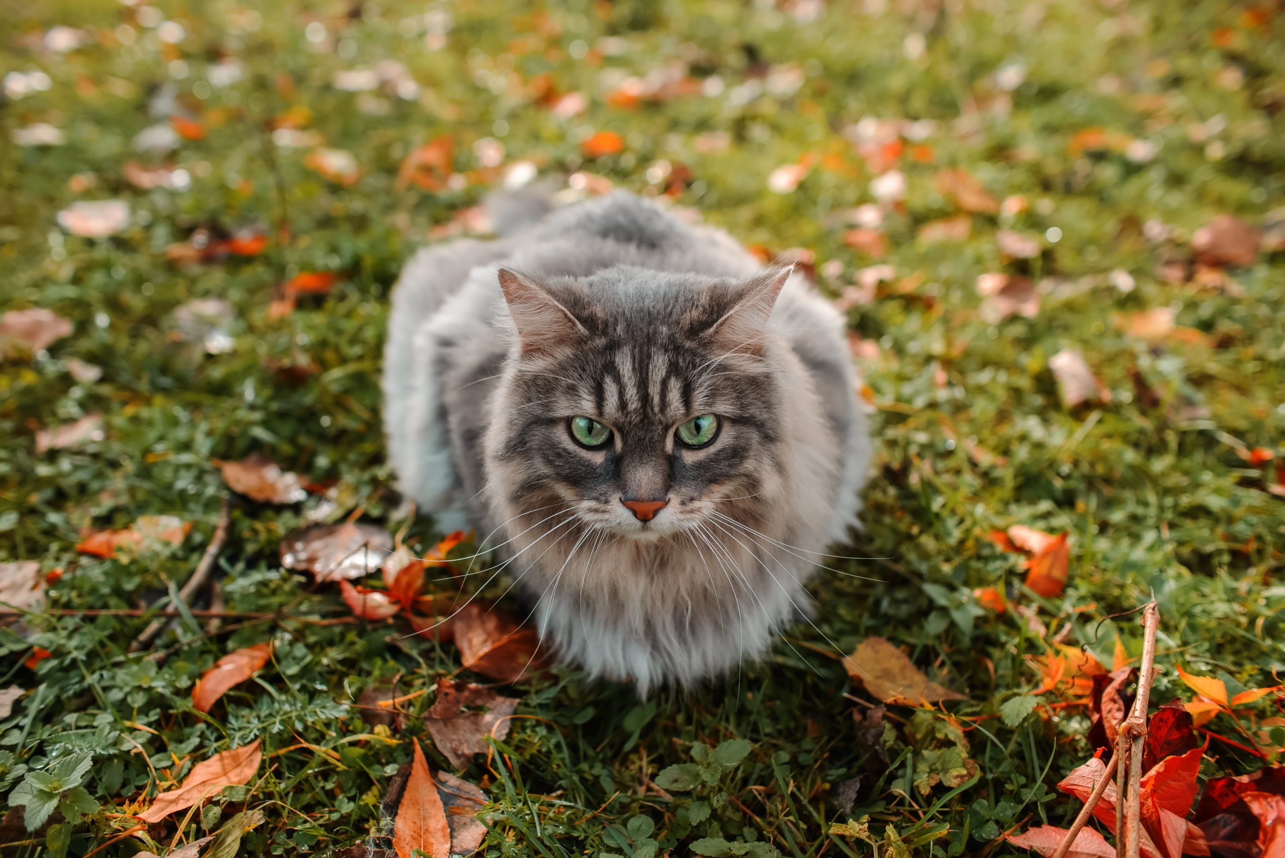 Portrait of a fluffy gray cat with green eyes in nature. The cat is sitting on a green lawn with fallen autumn leaves. Siberian breed