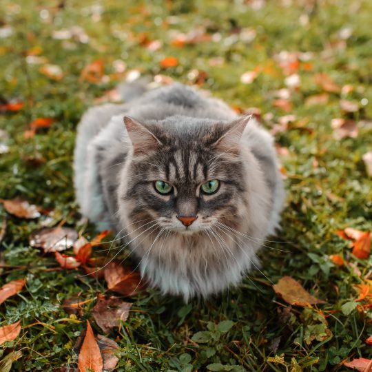 portrait of a fluffy gray cat with green eyes in n 2023 11 27 05 01 20 utc