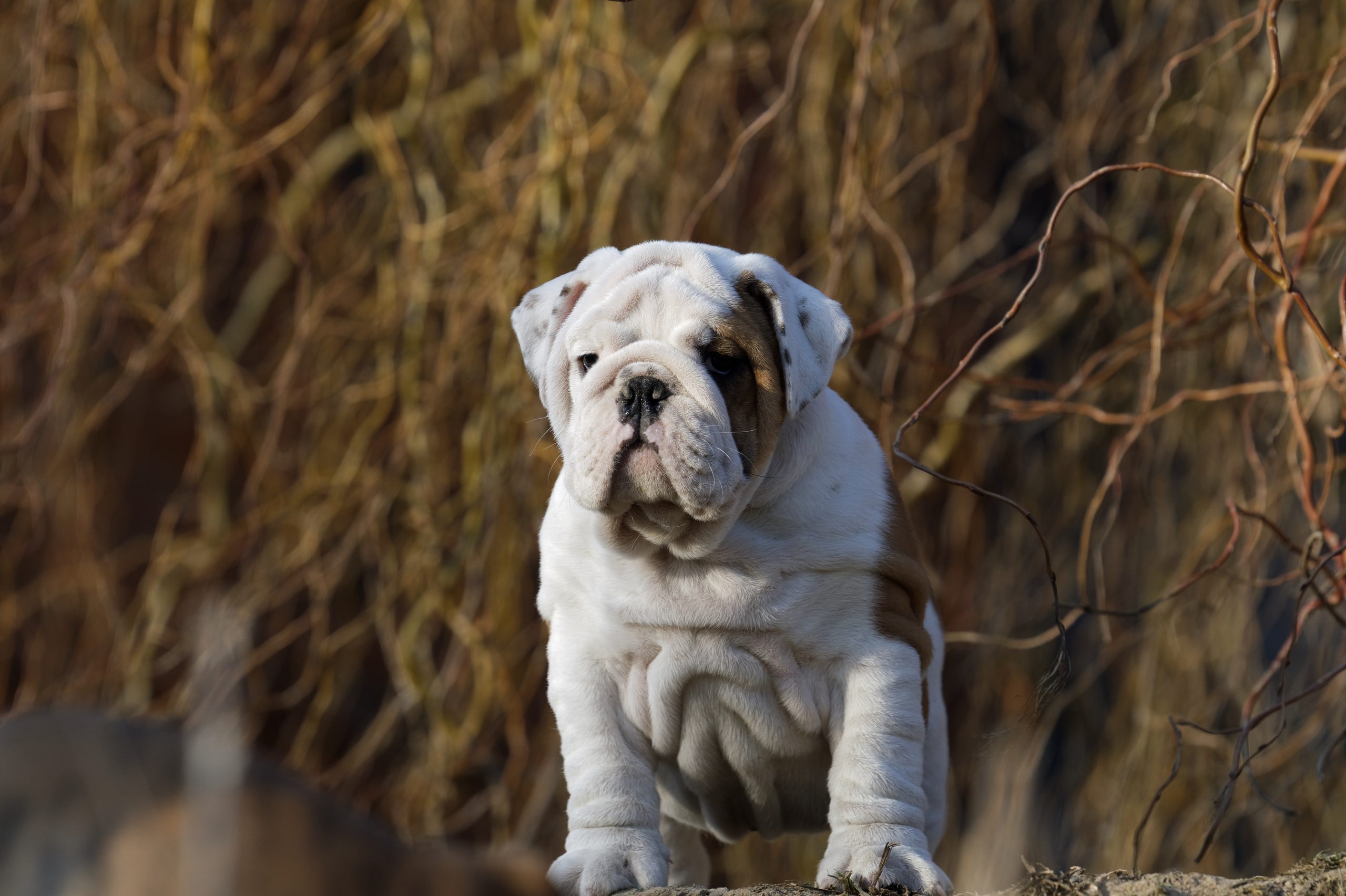 Funny portrait of puppy english bulldog