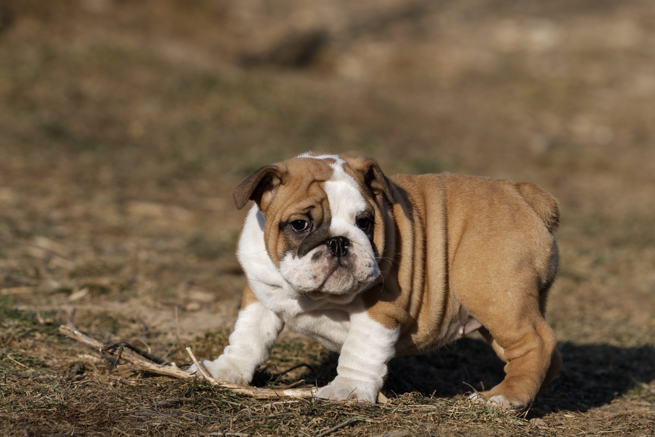 Funny portrait of puppy english bulldog