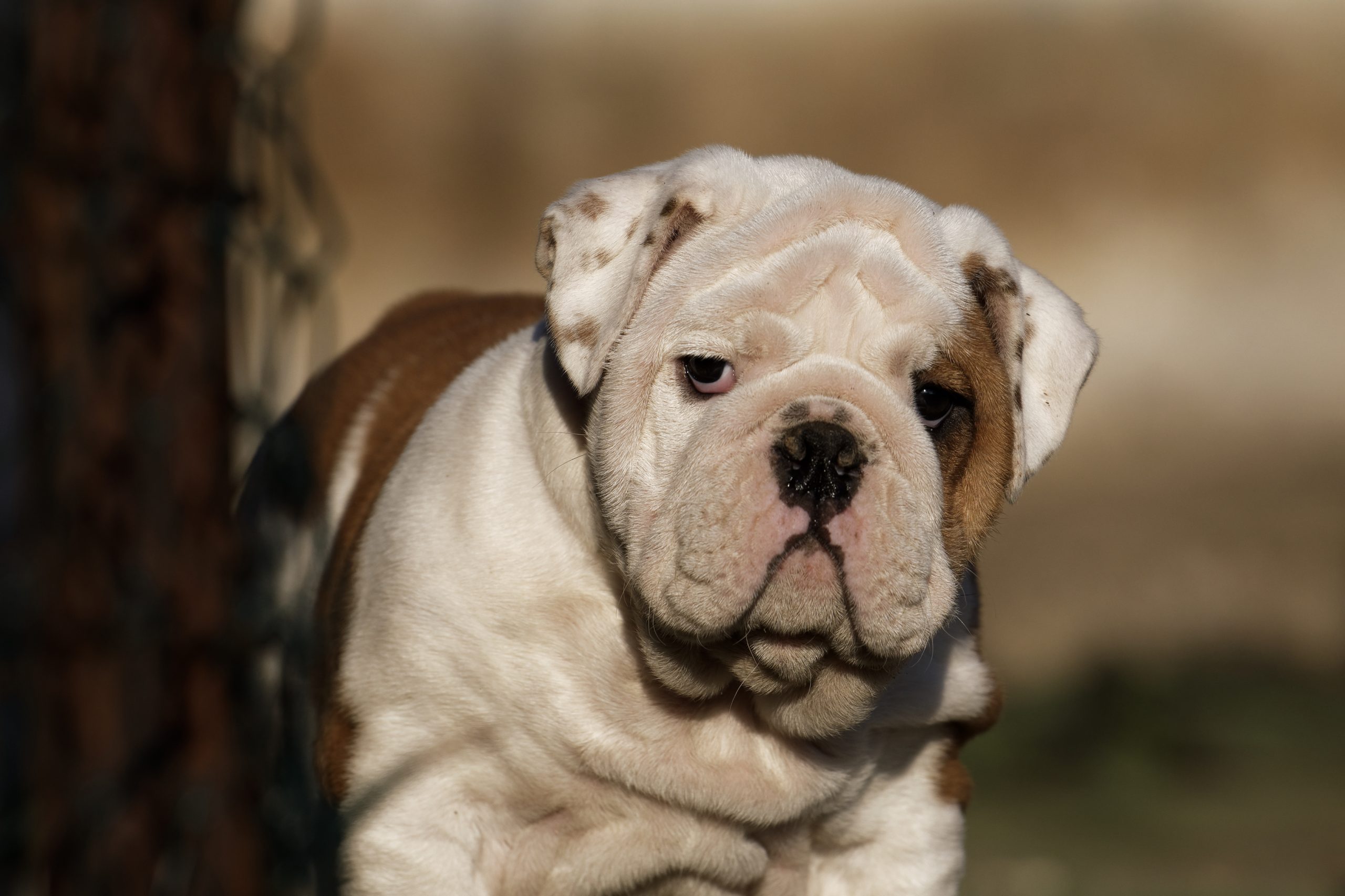 Funny portrait of puppy english bulldog