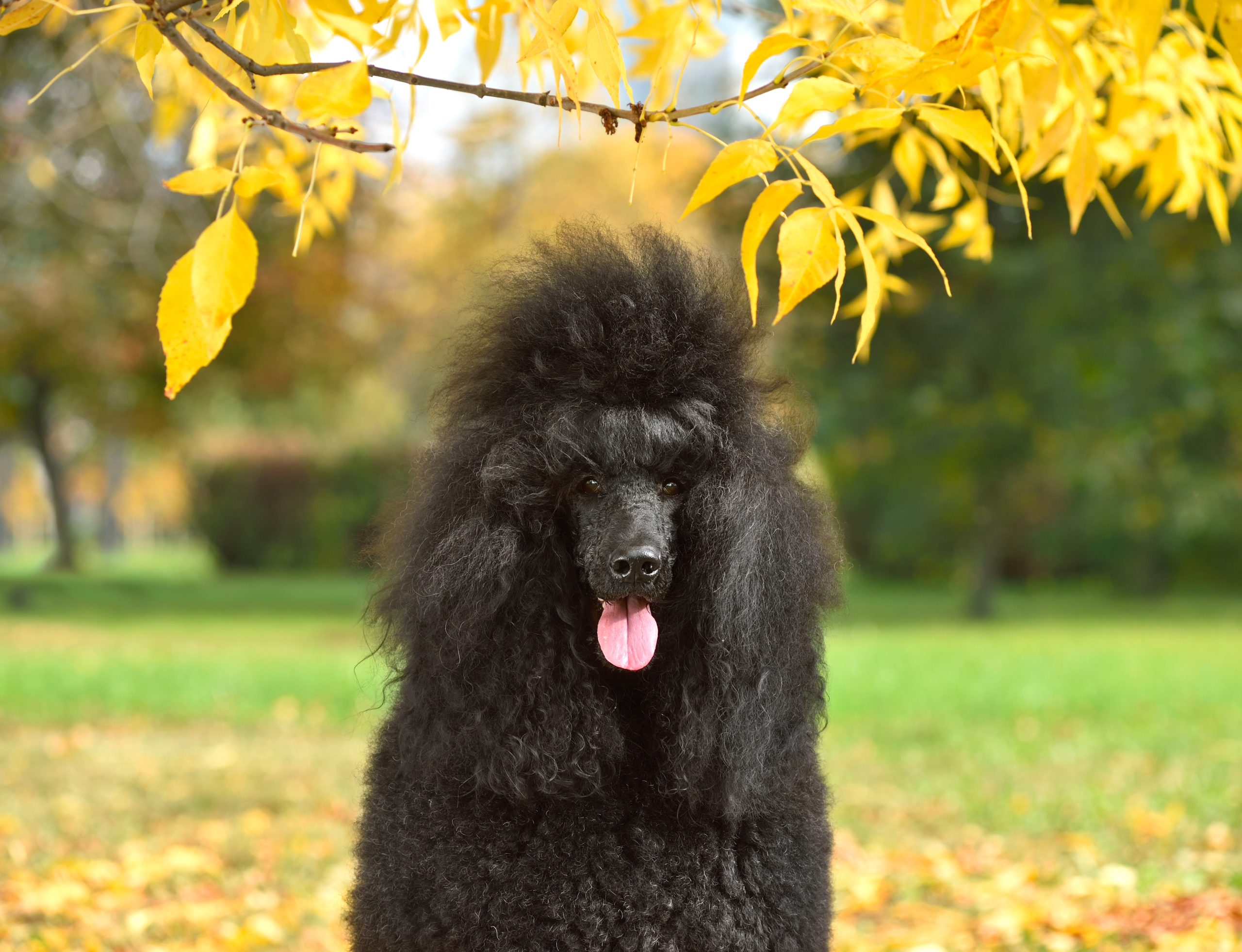 Portrait of standart black poodle under yellow autumn tree