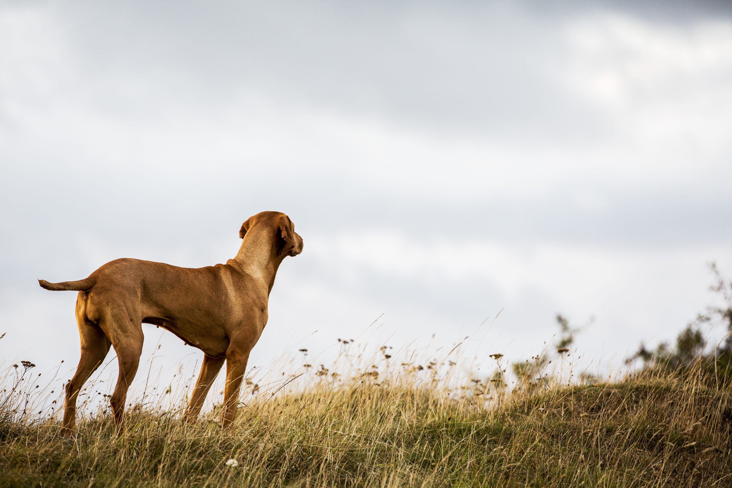 Portrait of Vizla dog standing on a meadow.