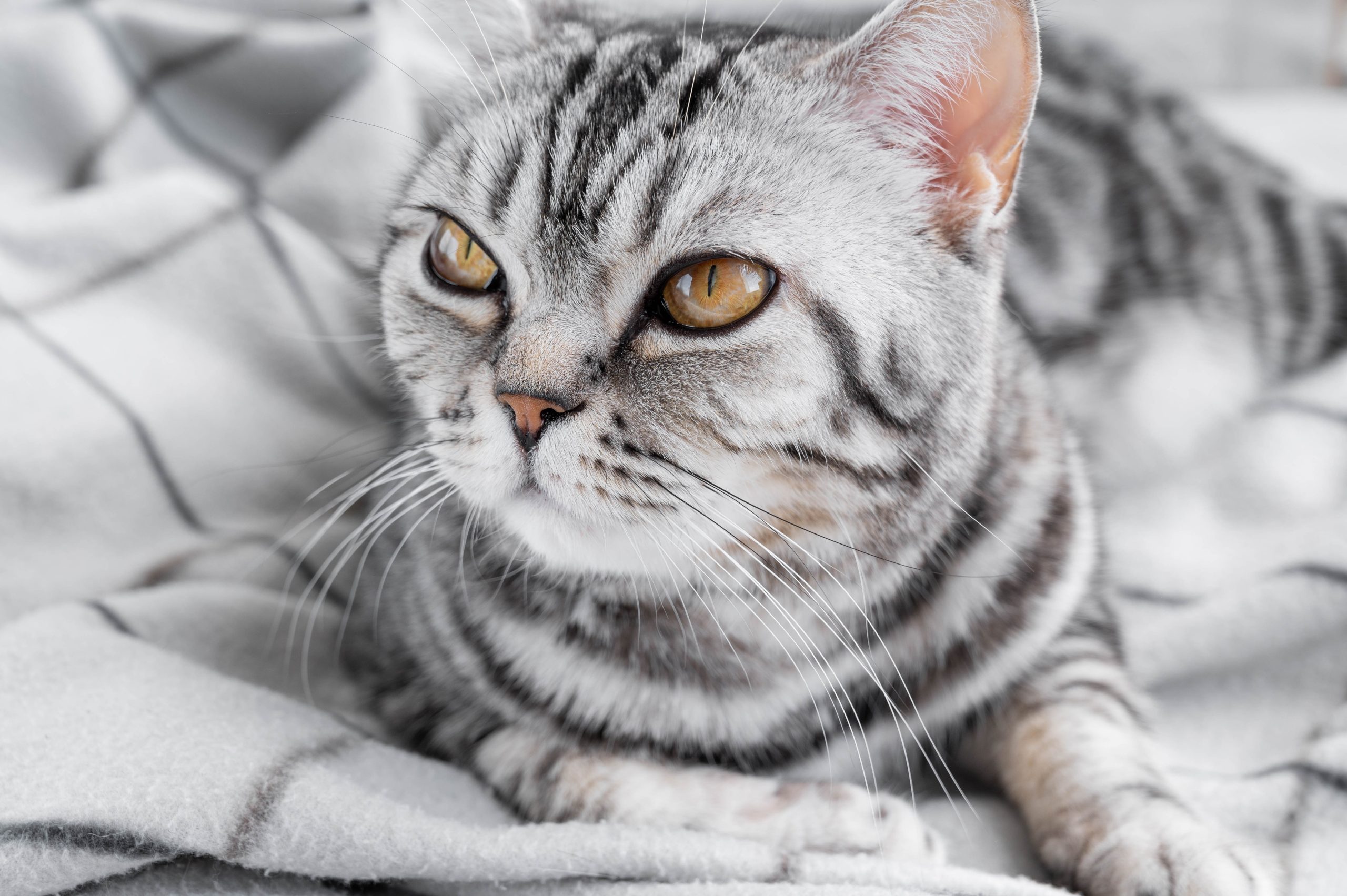 Portrait Scottish Straight cat - scottish cat with straight ears. Selective focus