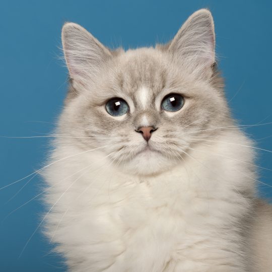 ragdoll cat 1 year old in front of blue backgrou 2024 09 27 04 40 12 utc