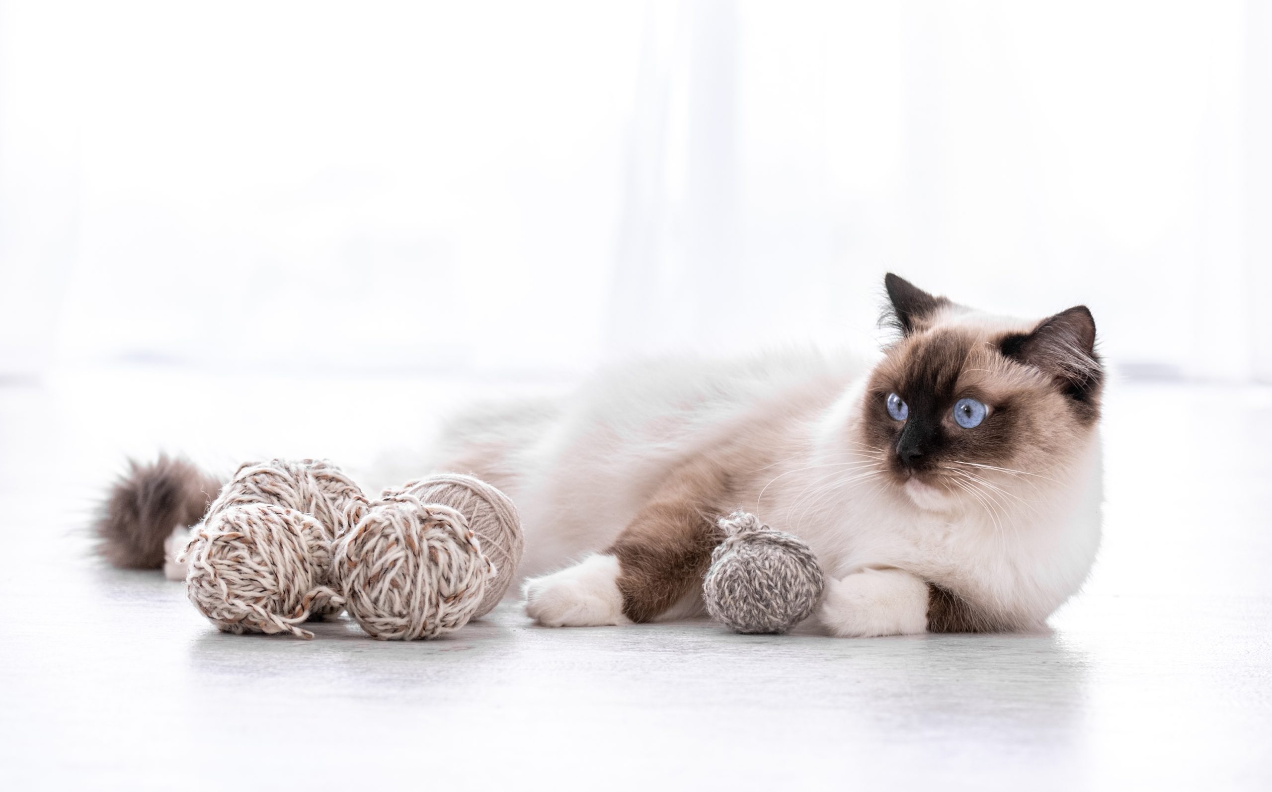 Adorable ragdoll cat with beautiful blue eyes lying on the floor with yarn balls and looking back. Portrait of breed feline pet with thread. Beautiful purebred domestic animal indoors