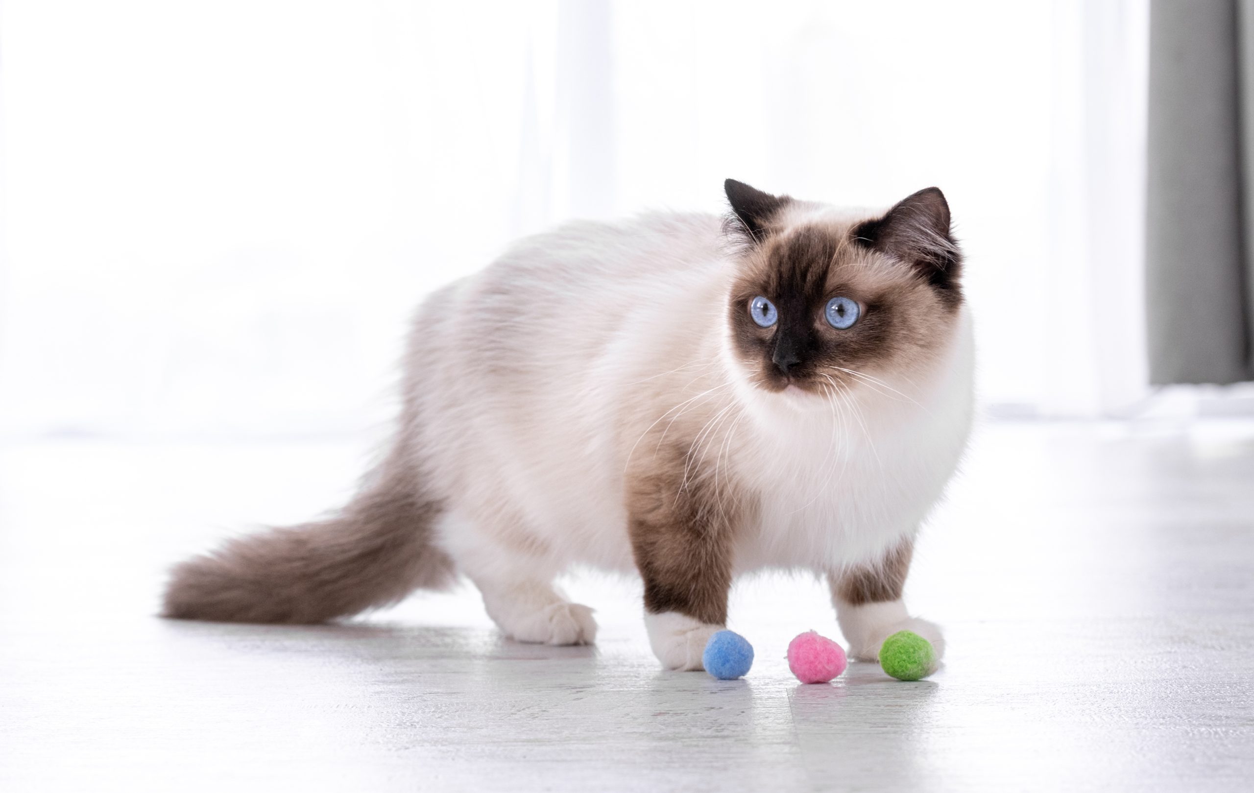 Adorable fluffy ragdoll cat with beautiful blue eyes standing on the floor and playing with colorful balls. Portrait of breed feline pet with toys. Beautiful purebred domestic animal indoors