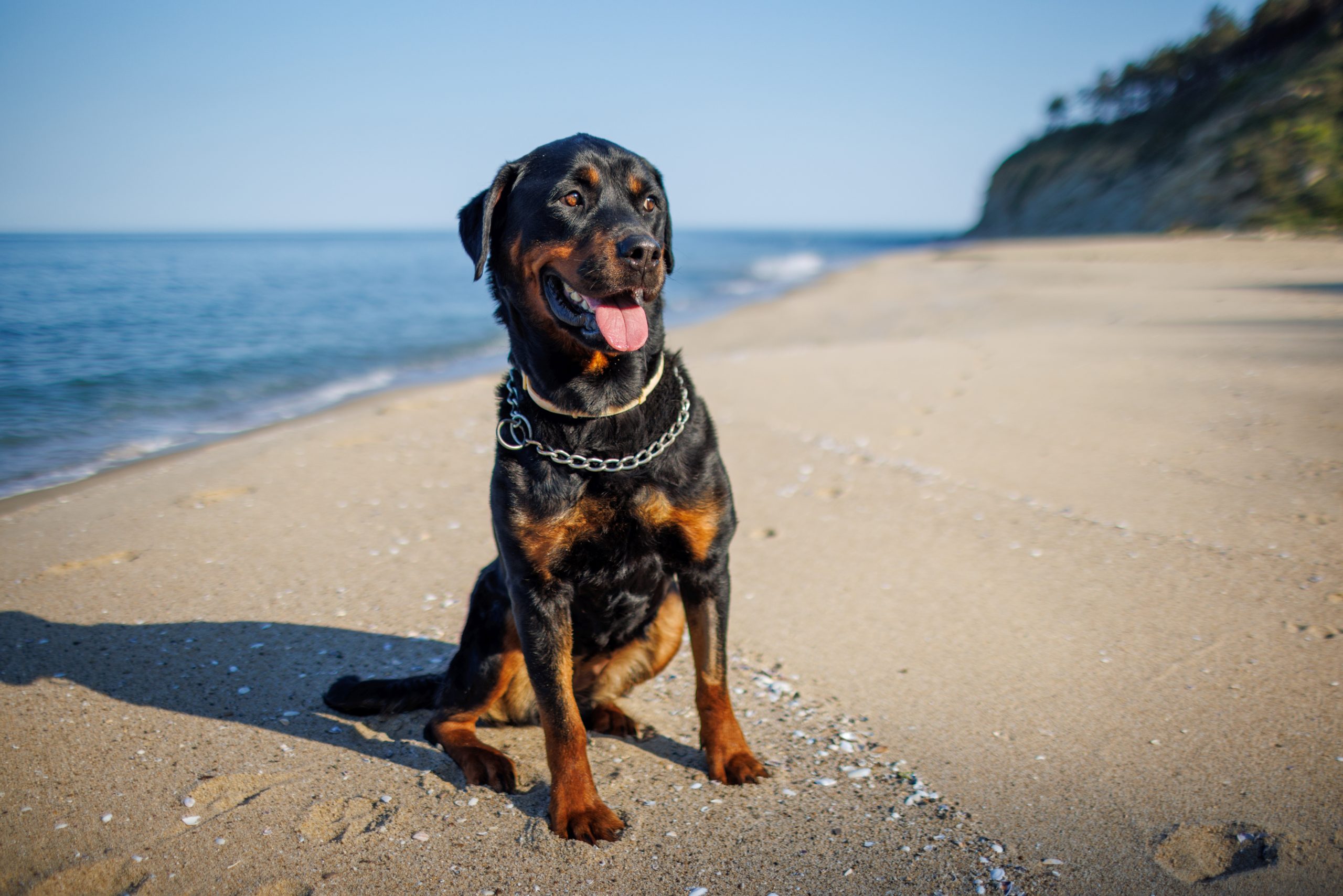 A beautiful proud big dog of the Rottweiler breed sits on a sandy beach against the backdrop of a stormy sea, and looks into the distance