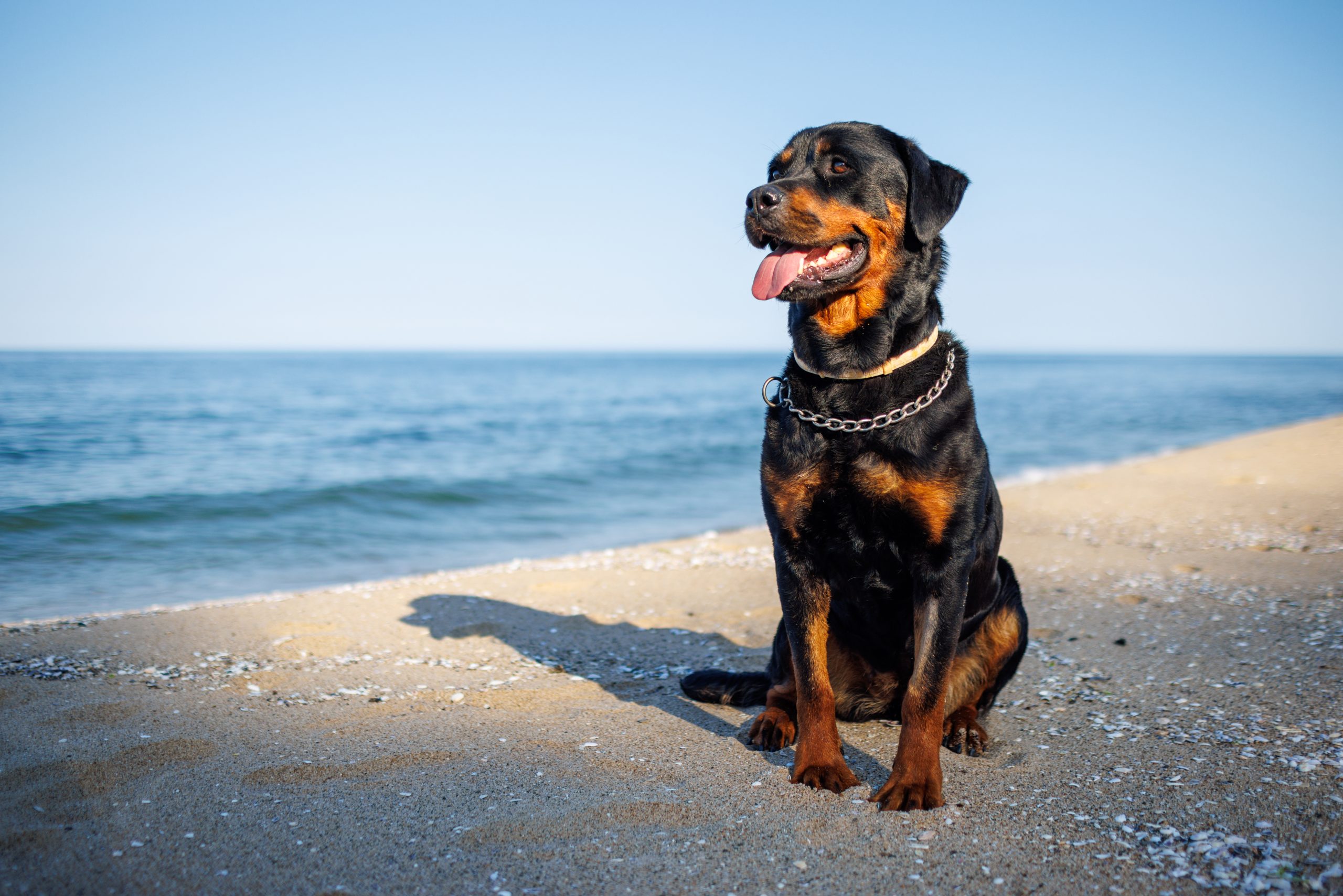 A beautiful proud big dog of the Rottweiler breed sits on a sandy beach against the backdrop of a stormy sea, and looks into the distance