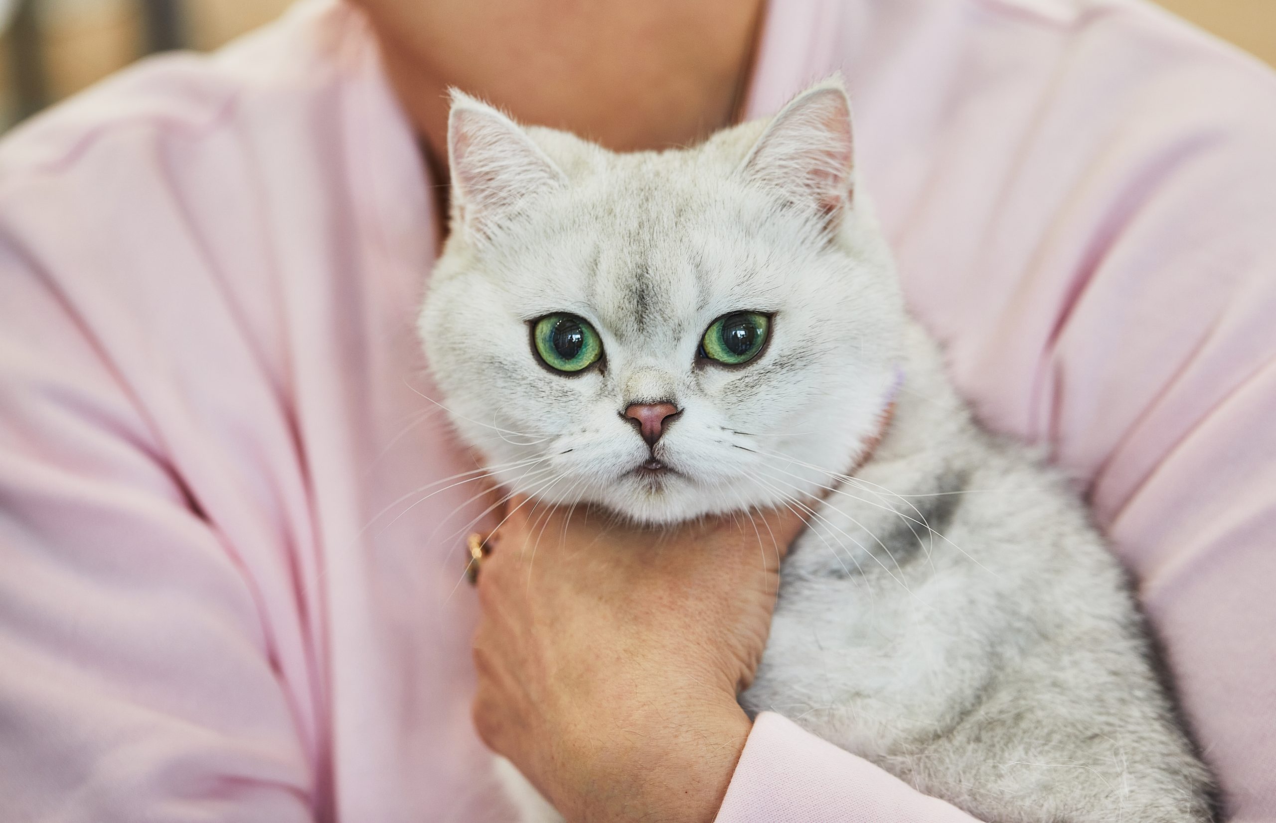 Scottish straight cat white gray color. Scottish Straight can be a great friend to children.