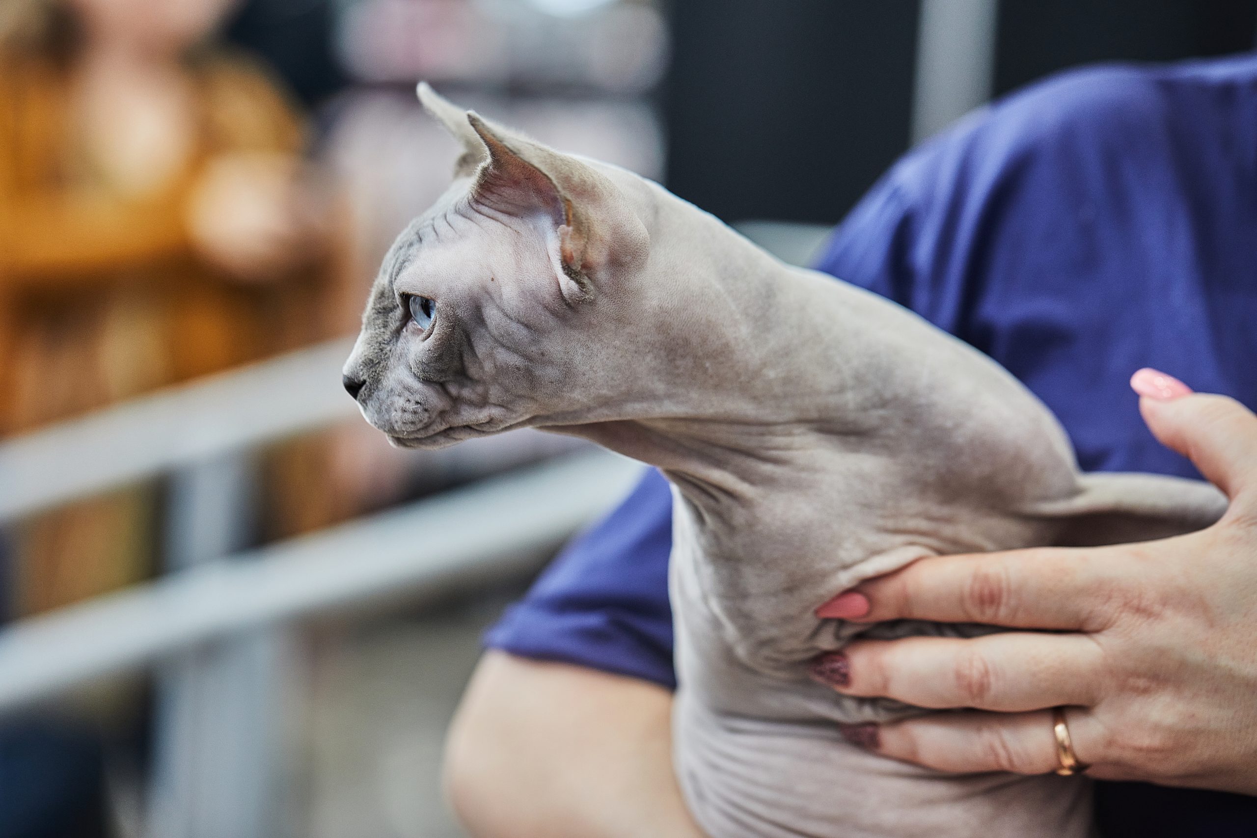 Sphynx is hairless cat with the behavior and character of dog.