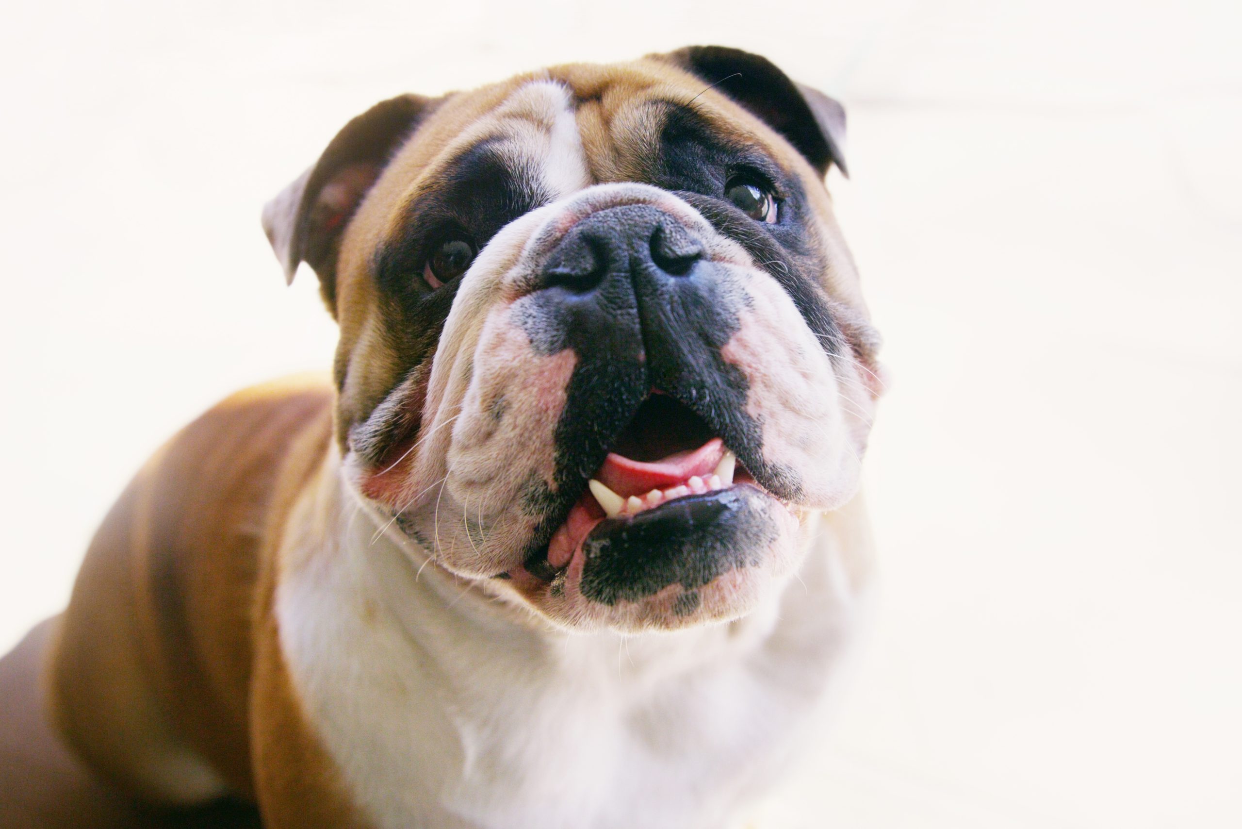 What will I get up to today. Portrait of a cheerful bulldog at home