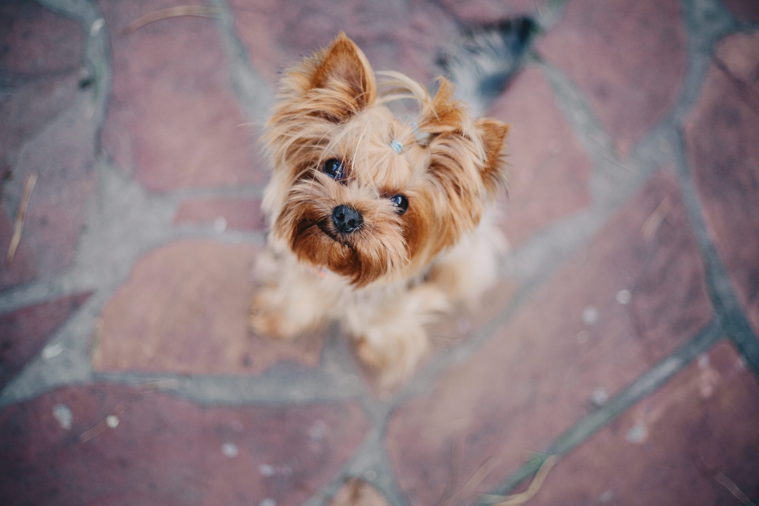 yorkshire-terrier-dog-close-up-portrait-miniature-2023-11-27-05-19-50-utc