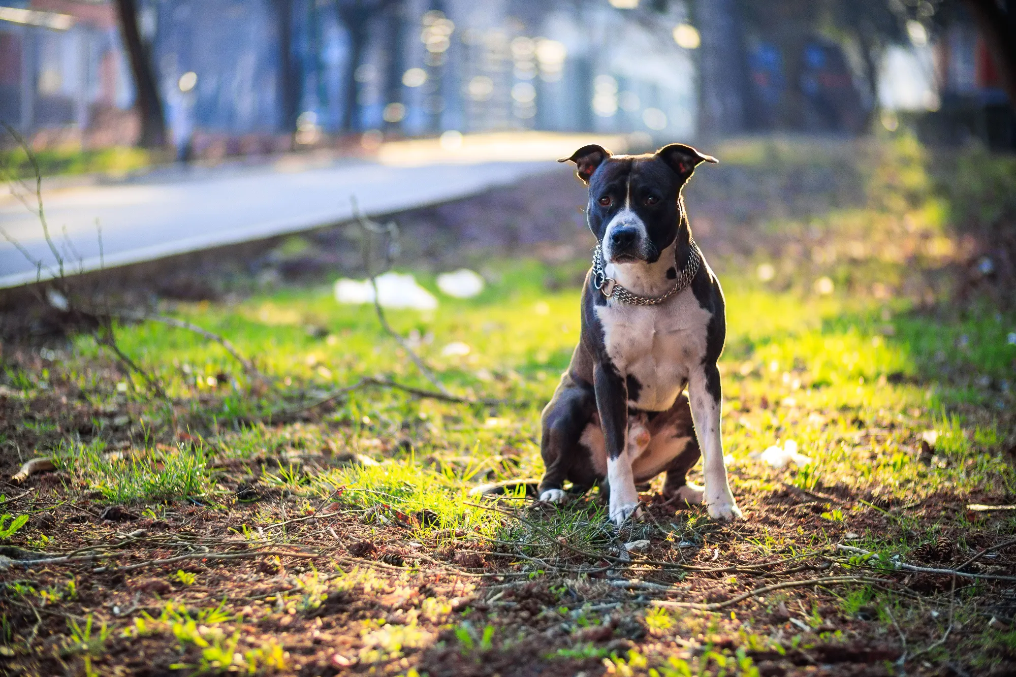 a-cute-american-stafordshire-terrier-in-a-park-2023-11-27-04-57-58-utc