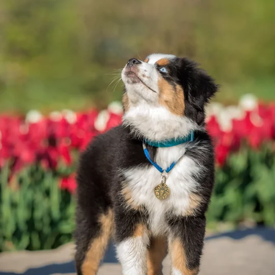 a dog runs through a field of tulips 2023 11 27 05 31 04 utc