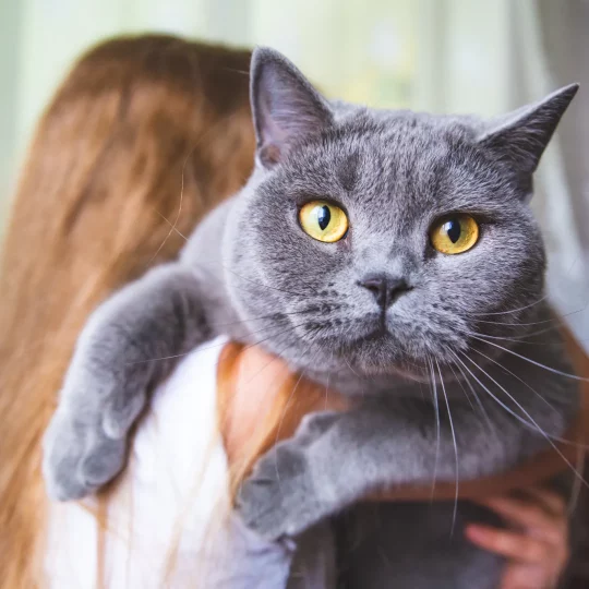 a girl holds a fat beautiful gray british cat on h 2023 11 27 05 02 55 utc