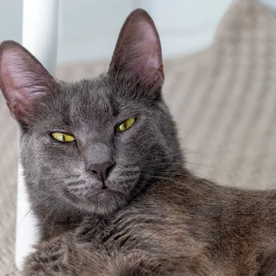 a young curious gray cat with green eyes in a brig 2024 07 26 18 43 58 utc 1