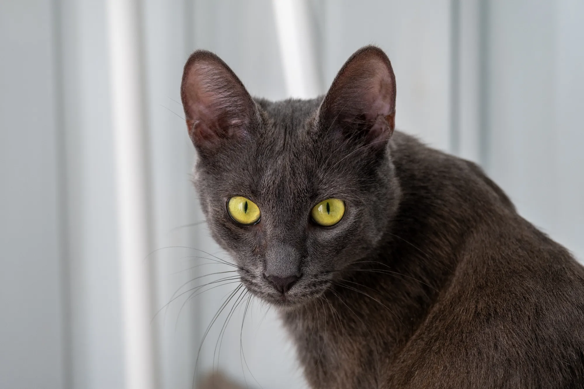 a-young-curious-gray-cat-with-green-eyes-in-a-brig-2024-07-26-18-43-58-utc