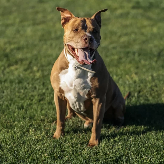 beautiful purebred dog portrait 2024 10 14 22 17 08 utc