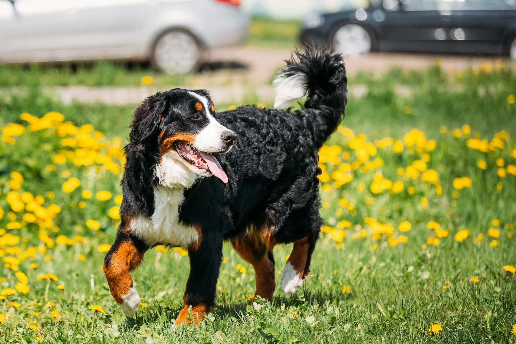 bernese-mountain-dog-berner-sennenhund-play-outdoo-2023-11-27-05-05-48-utc