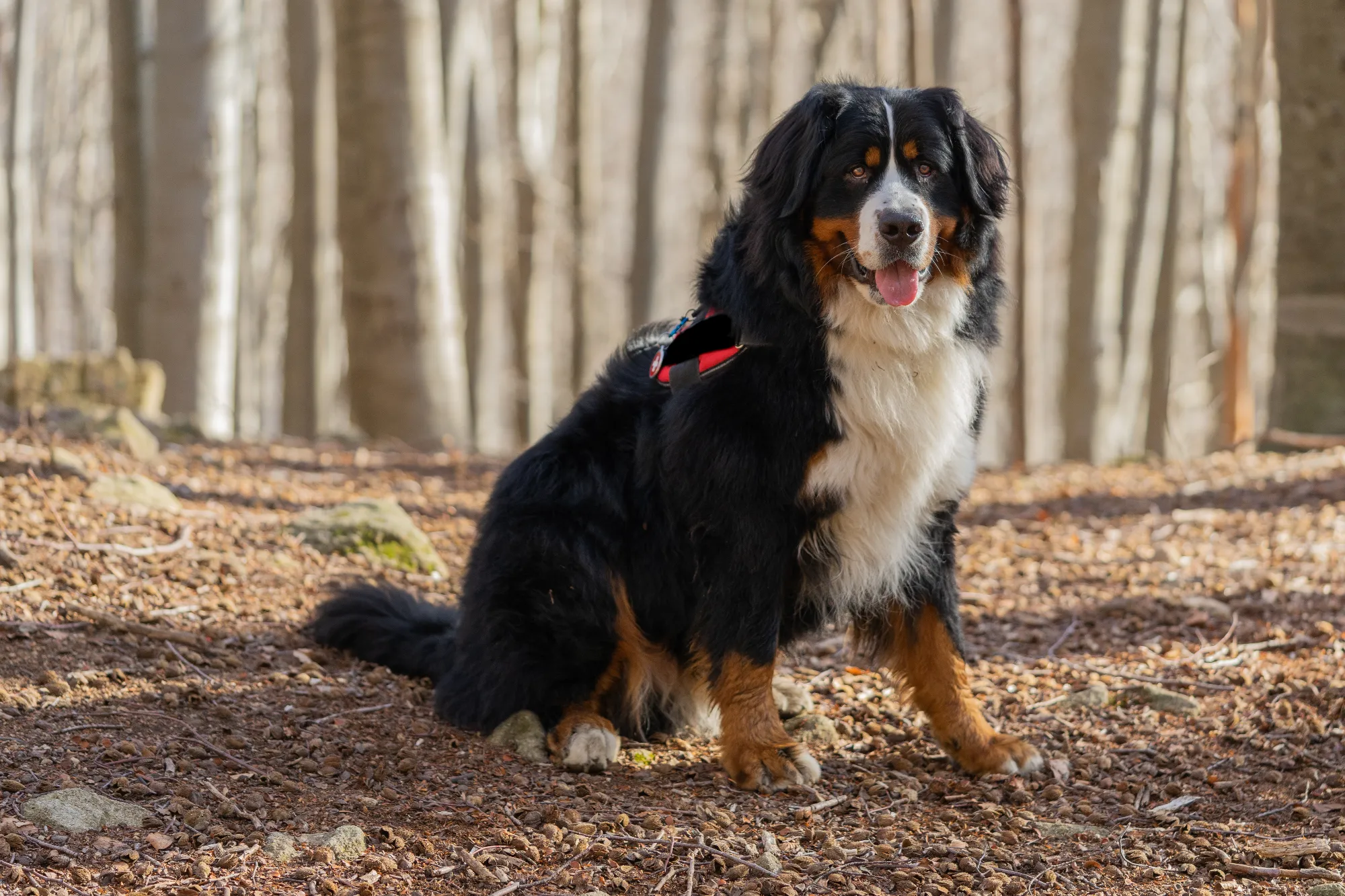 bernese-mountain-dog-portrait-2023-11-27-04-57-54-utc