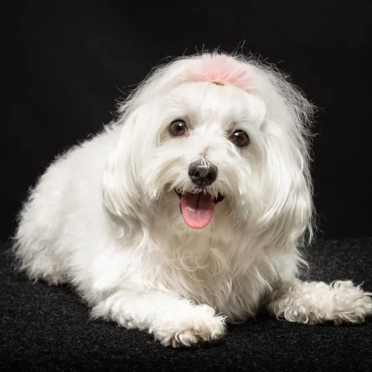 bright and cheerful maltese dog lying on a dark ba 2024 12 07 12 54 29 utc