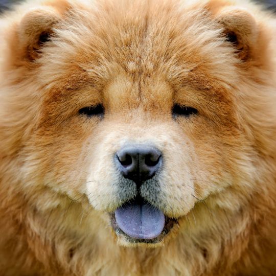 chow chow portrait 2023 11 27 05 25 17 utc e1735824722734