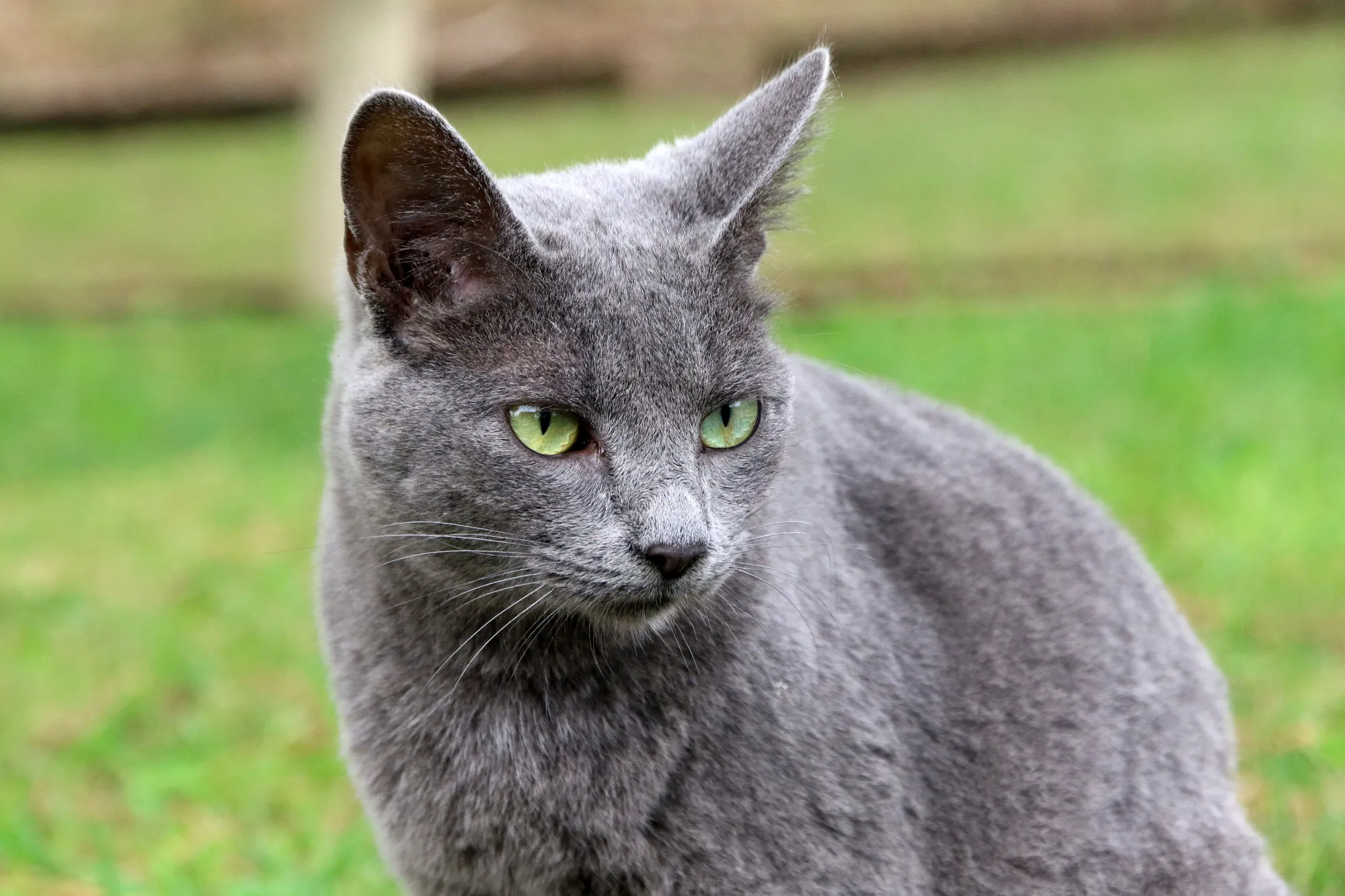 close-up-of-a-grey-cat-with-green-eyes-sitting-on-2024-10-01-00-36-32-utc