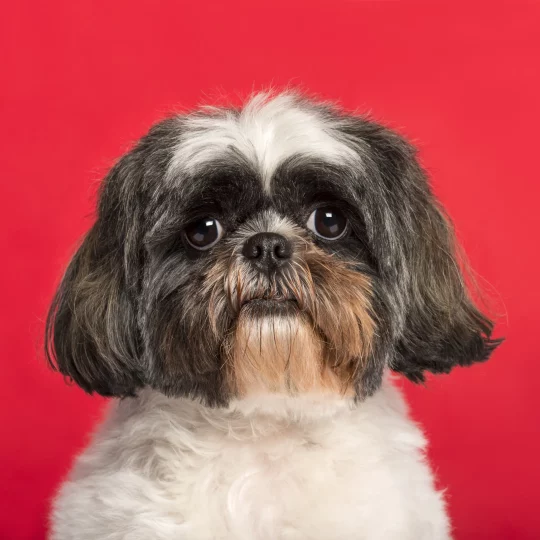 close up of a shih tzu in front of a pink backgrou 2024 09 27 05 22 42 utc