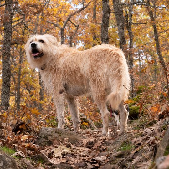 closeup of a cream colored shaggy dog having a wal 2023 11 27 05 04 20 utc