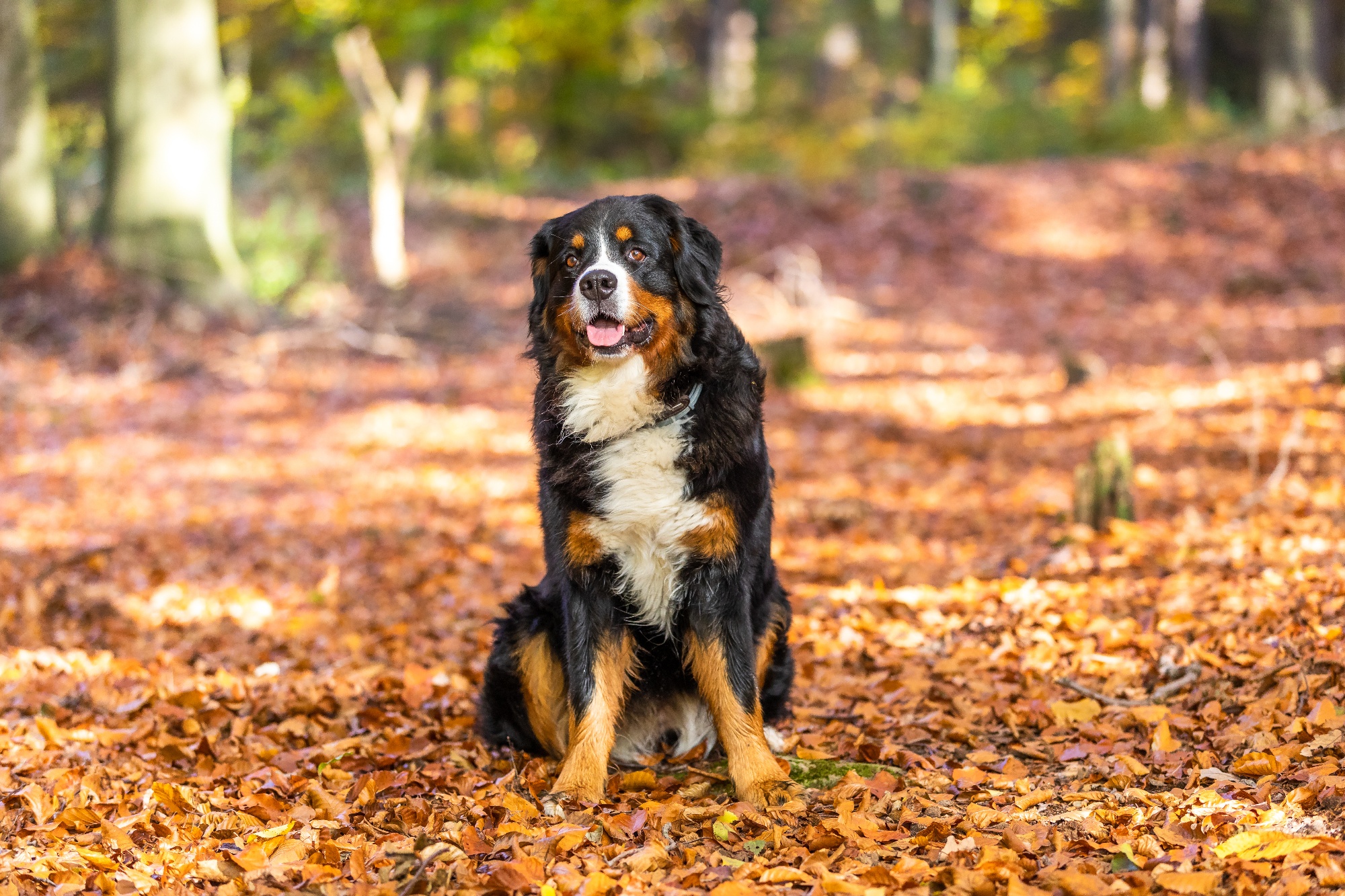 closeup-of-a-sweet-bernese-mountain-dog-in-an-autu-2023-11-27-04-55-07-utc