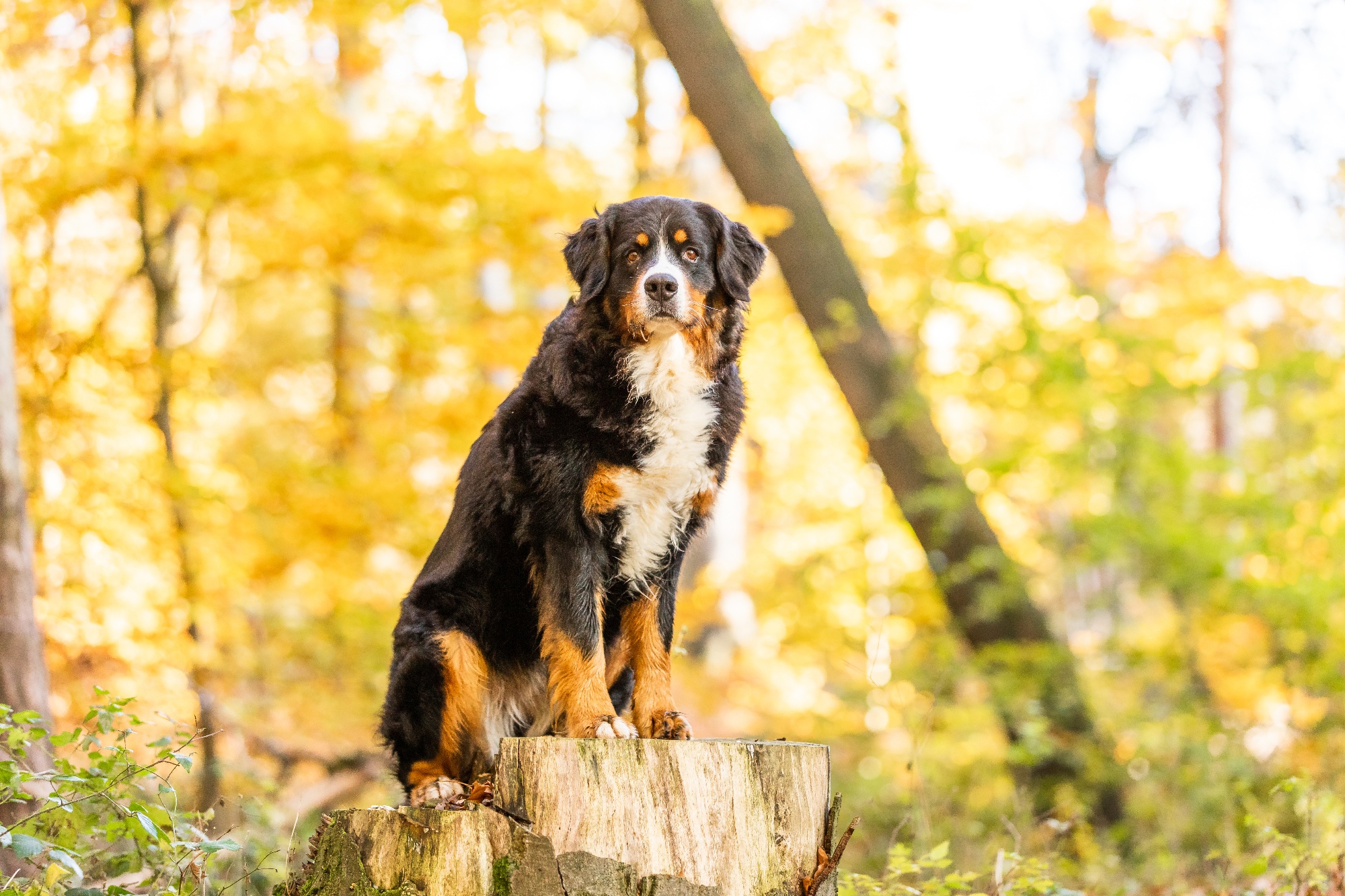 closeup-of-a-sweet-bernese-mountain-dog-in-an-autu-2023-11-27-05-20-22-utc