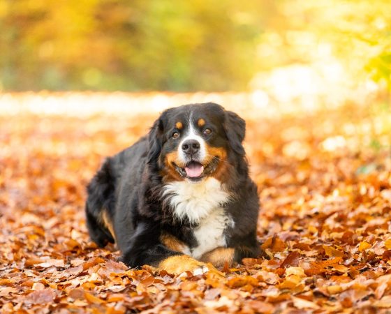 closeup of a sweet bernese mountain dog in autumn 2023 11 27 05 10 34 utc