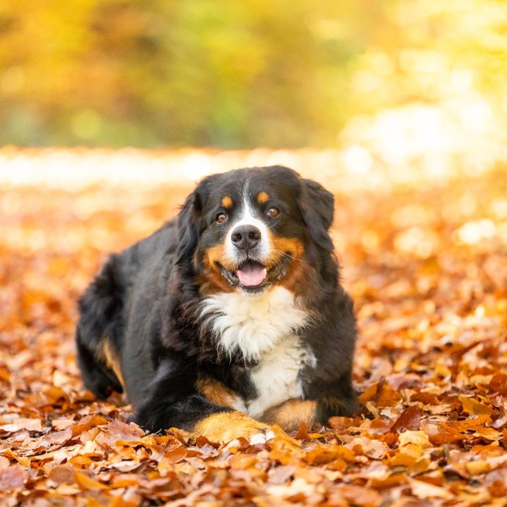 closeup of a sweet bernese mountain dog in autumn 2023 11 27 05 10 34 utc