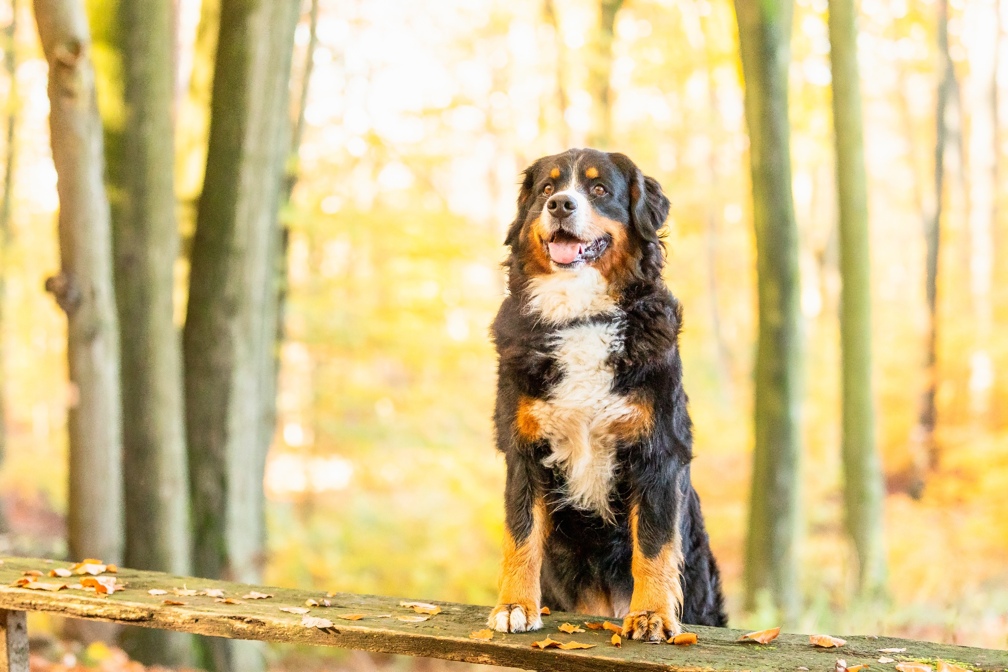 closeup-of-a-sweet-bernese-mountain-dog-in-autumn-2023-11-27-05-18-26-utc