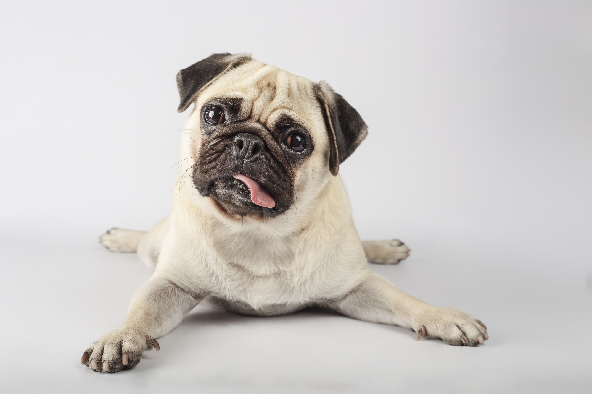 closeup-shot-of-a-curious-pug-on-a-gray-background-2023-11-27-05-34-10-utc