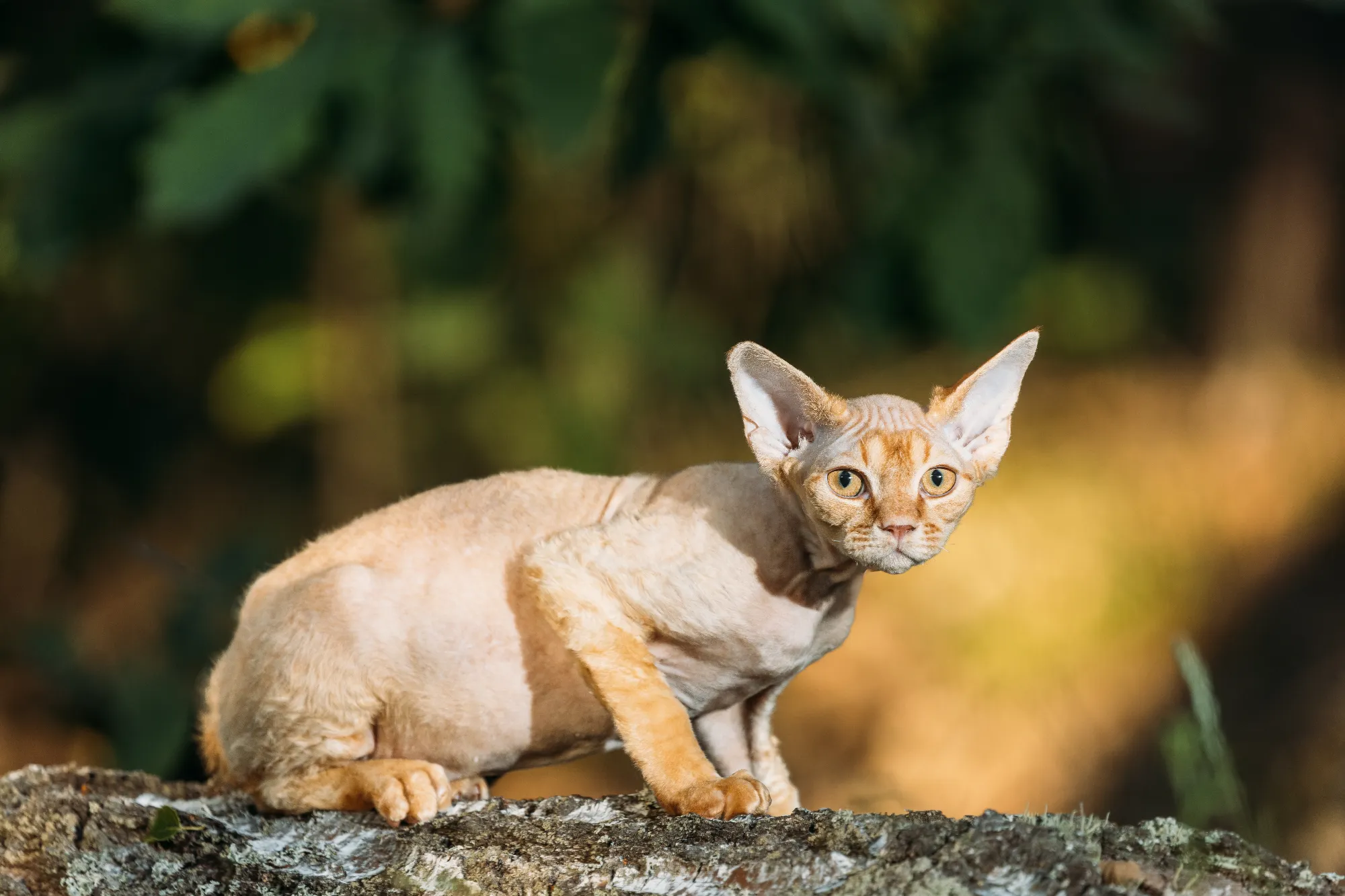 cute-funny-curious-playful-beautiful-devon-rex-cat-2024-05-15-00-12-53-utc