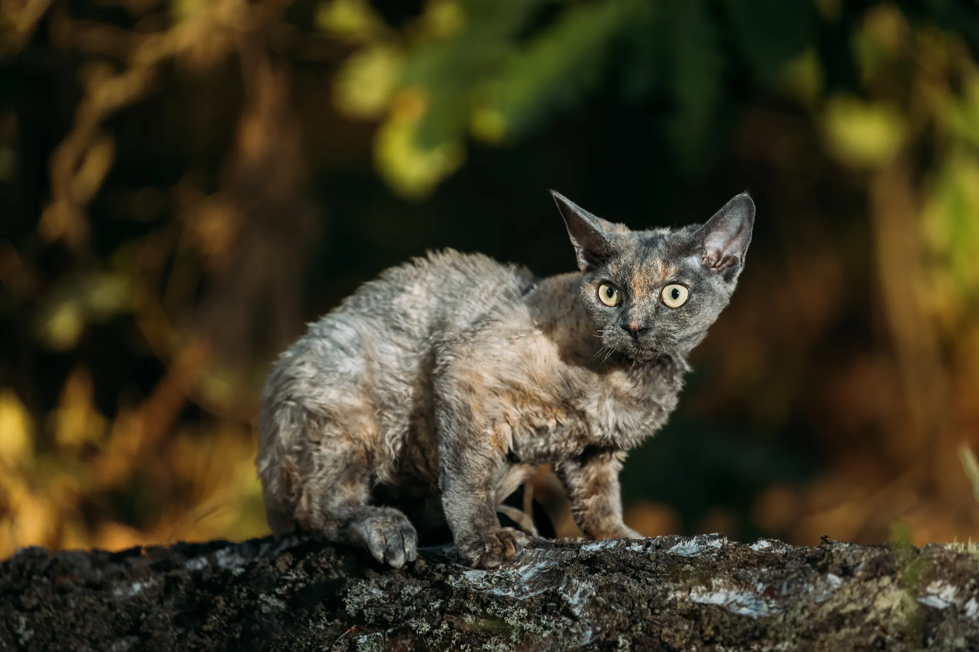 cute-funny-curious-playful-gray-devon-rex-cat-sitt-2024-12-30-22-22-11-utc