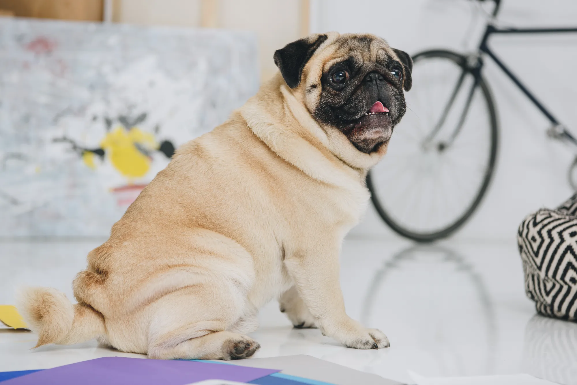 cute-pug-dog-in-room-interior-2024-11-07-15-00-40-utc