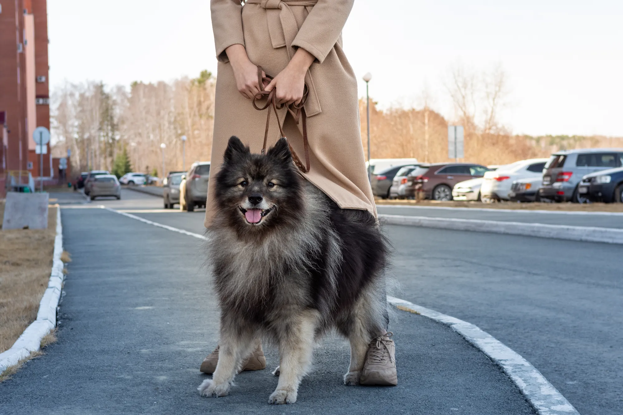 dog-love-walk-woman-girl-outdoor-lifestyle-2023-11-27-04-49-43-utc