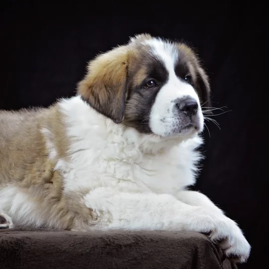 four month old st saint bernard puppy laying down 2024 10 18 08 10 49 utc