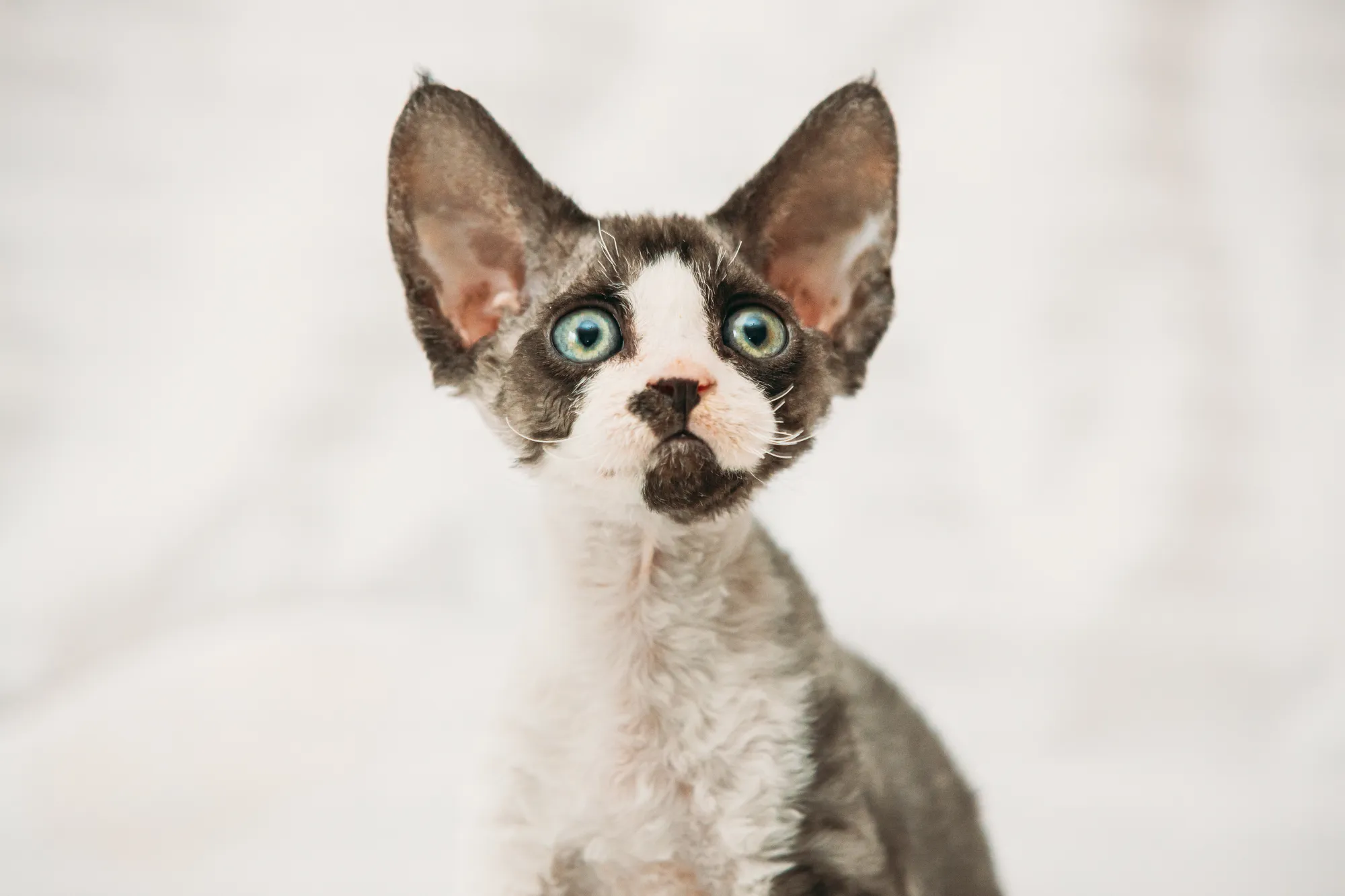 funny-curious-young-gray-devon-rex-kitten-short-h-2023-11-27-05-16-37-utc