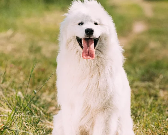 funny young white samoyed dog or bjelkier smiley 2023 11 27 05 07 53 utc