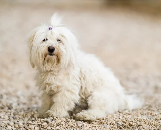 little white dog sitting on the beach 2024 10 18 09 10 42 utc