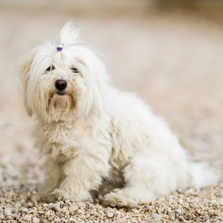 little white dog sitting on the beach 2024 10 18 09 10 42 utc