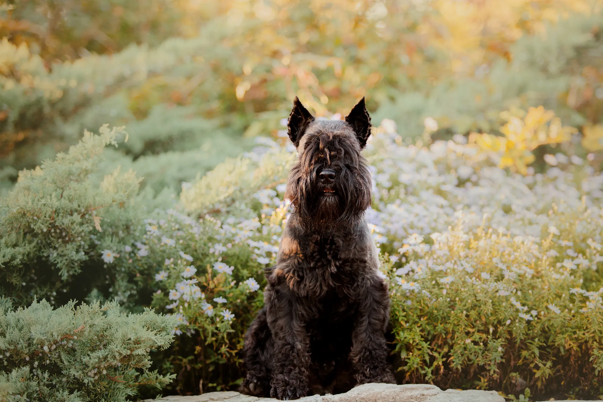 miniature-schnauzer-dog-running-autumn-park-2023-11-27-04-49-44-utc