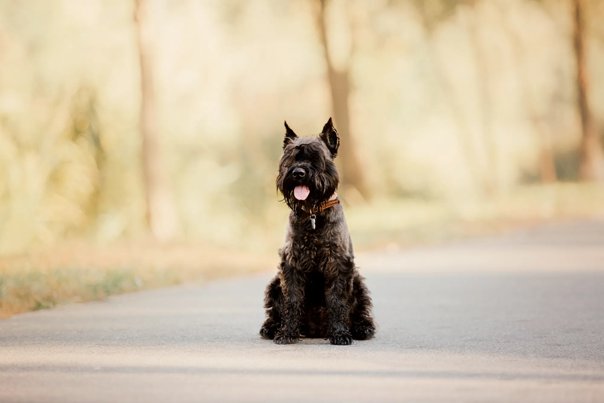 miniature-schnauzer-dog-running-autumn-park-2023-11-27-04-53-23-utc