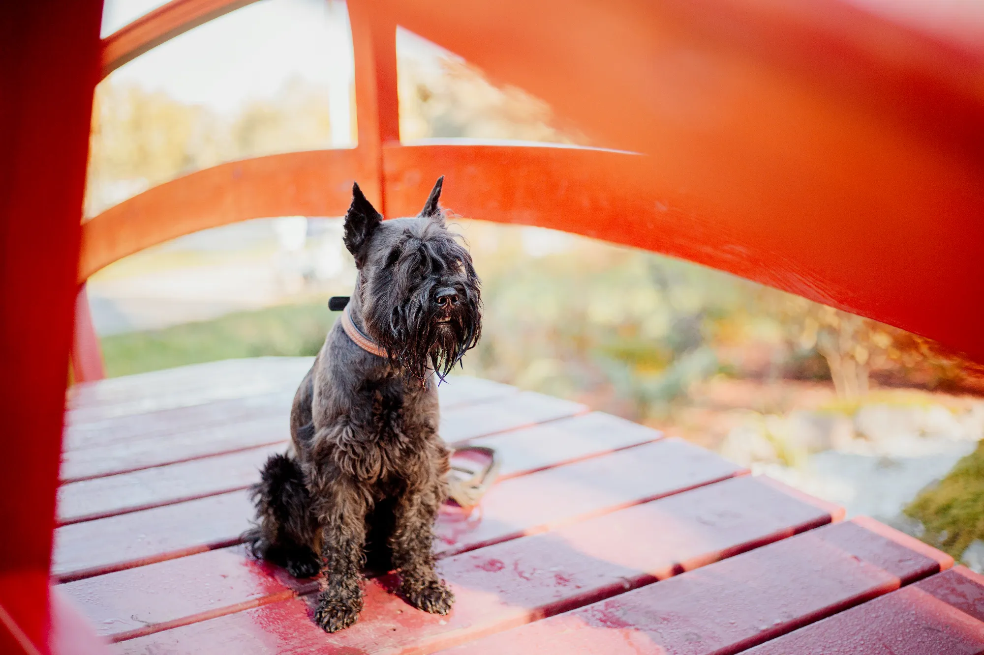 miniature-schnauzer-dog-running-autumn-park-2023-11-27-04-56-36-utc